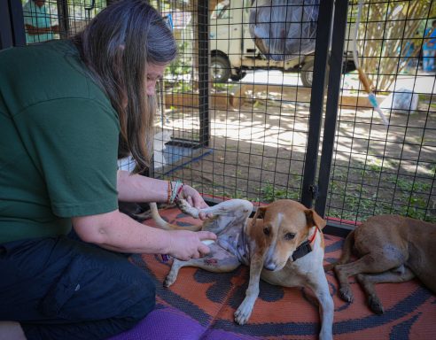 Sri Lanka Neutering Clinic