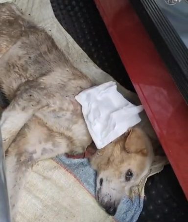 Attending to a dog that was shot in Sri Lanka